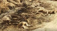 گرمای وحشتناک در استرالیا + تصاویر مرگ گـسترده اسب های وحشی