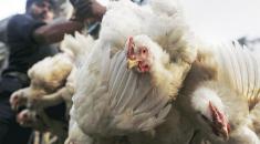 قیمت گوشت مرغ کاهش یافت + قیمت روز هر کیلوگرم مرغ در بازار آزاد