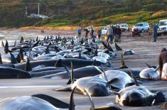 دلیل خودکشی نهنگ‌ها پس از مدت‌ها کشف شد