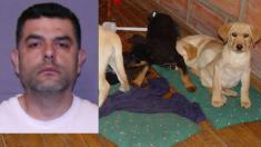 جاسازی هرویین مایع درون بدن سگ‌ها! / دامپزشک کلمبیایی دستگیر شد