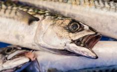 مهمترین نکات هنگام خرید ماهی / چگونه ماهی تازه را تشخیص دهیم؟