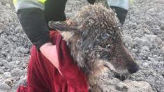 ماجرای جالب نجات یک گرگ از یخ زدگی در استونی
