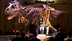 نگرانی از تمایل سلبریتی ها برای خرید فسیل‌ها و استخوان‌های دایناسورها!