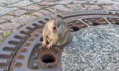 گیر کردن یک موش چاق در آلمان خبرساز شد!