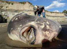 کشف خورشید ماهی عظیم الجثه در سواحل آمریکا + تصاویر