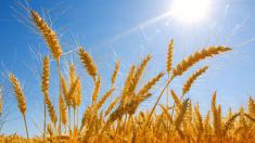 قیمت گندم در بازار جهانی افزایش یافت + آخرین قیمت سویا و دانه های ذرت