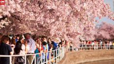 آلبوم عکس شکوفه‌های گیلاس شهر واشنگتن را تماشا کنید