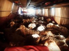 قاچاق گوسفند با اتوبوس!