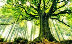 کشف شبکه پیچیده درختان با قدمت 500 میلیون ساله!