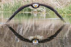 عکس یک عقاب سرسفید جنجال به پا کرد
