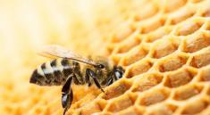 حمله شدید هزاران زنبور وحشی به 2 توریست در فرانسه!