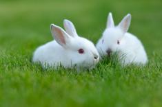 حقایقی جالب از زندگی خرگوش‌ها / از ارتباط با زبان بدن تا خوردن مدفوع پر از ویتامین