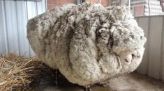 مرگ پشمالوترین گوسفند جهان