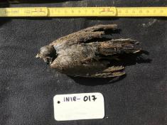کشف جسد پرنده ای با قدمت ۴۶ هزار ساله!